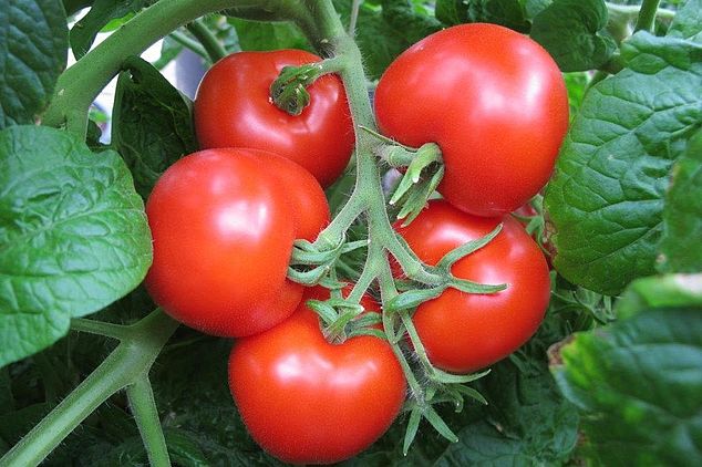 Pflückreife Tomaten der Amateursorte Bogus Fruchta